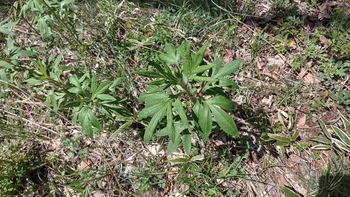 260515102327727.JPG