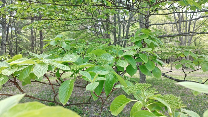 260516130300135.JPG
