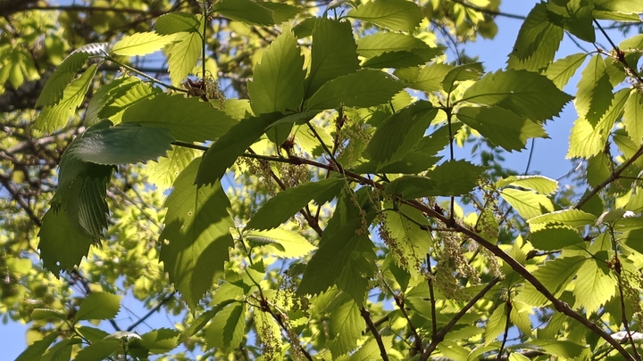 260520130200891.JPG