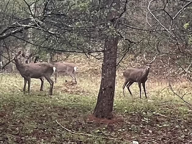 IMG_2693.jpeg