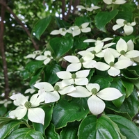 梅雨入り
