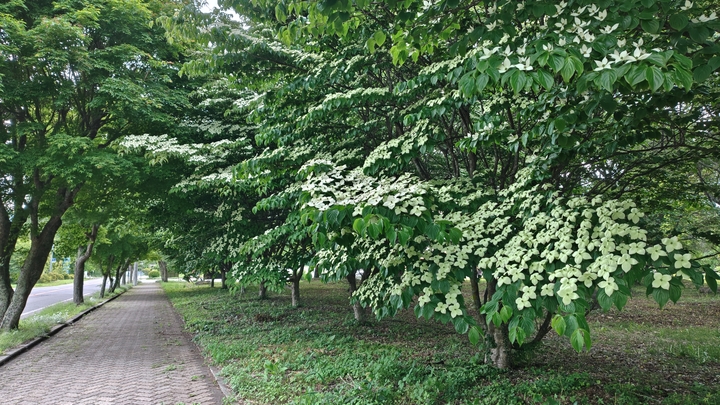 260606174222638.JPG