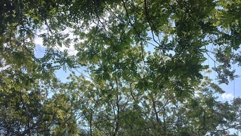260612094415511.JPG