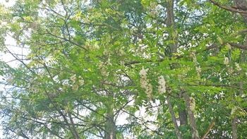 260612094440454.JPG