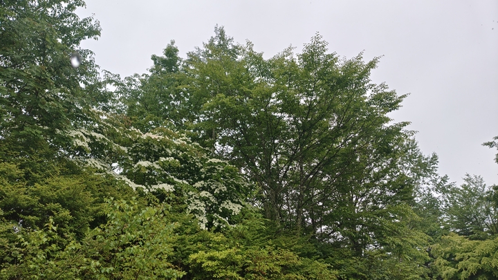 260620130241646.JPG