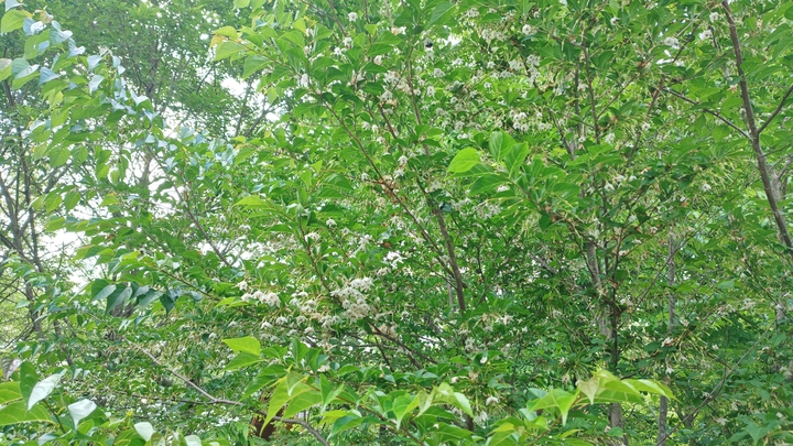 260629151323221.JPG