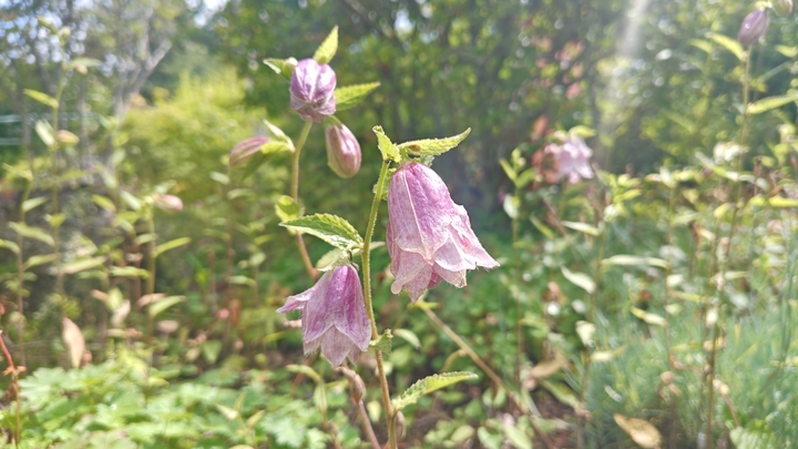260703095005368.JPG