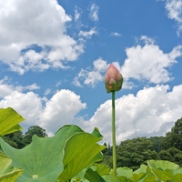夏空とハスの花