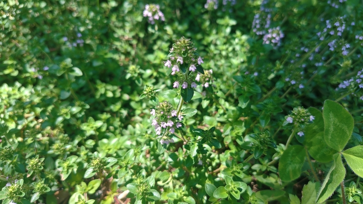 260721130200619.JPG