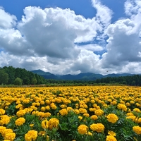 YATZ GARDEN（ヤッツガーデン）の花畑