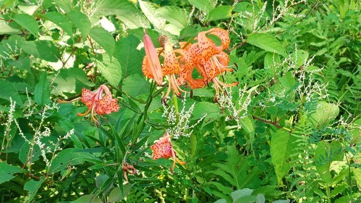 260806121852012.JPG
