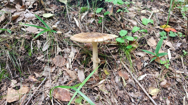 260917130318022.JPG