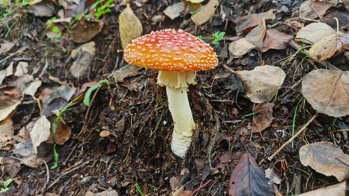 260927125857015.JPG