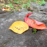 さくらの紅葉が始まっています