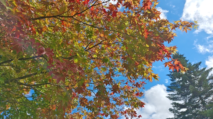 260930132403197.JPG
