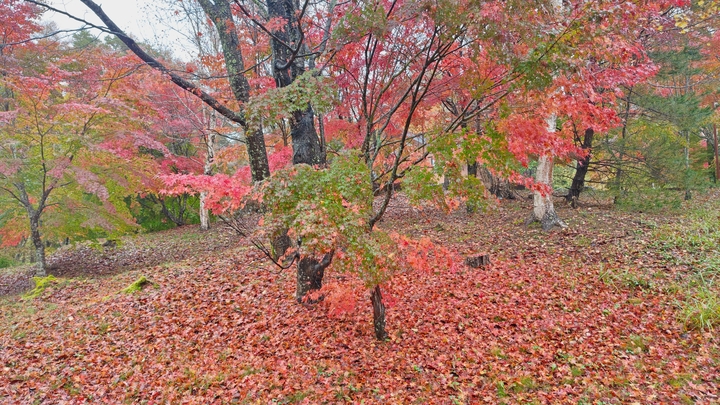 261026130352277.JPG
