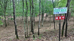 I-19