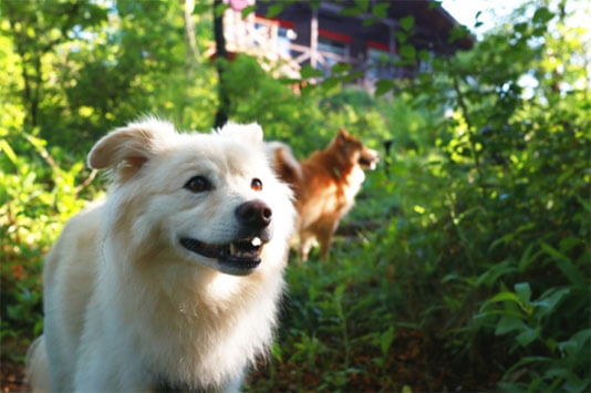 別荘ライフ イメージ