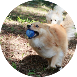 蓼科高原別荘地 イメージ