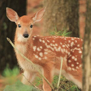 蓼科高原別荘地 イメージ
