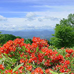 蓼科の植物図鑑 イメージ