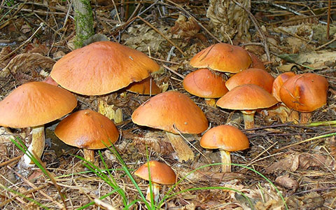 秋の蓼科 イメージ