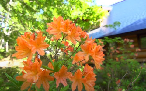 春の蓼科 イメージ