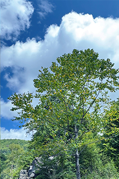 蓼科の植物図鑑 イメージ