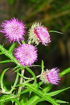 蓼科の植物図鑑 イメージ