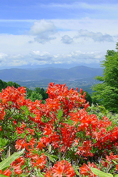 蓼科の植物図鑑 イメージ