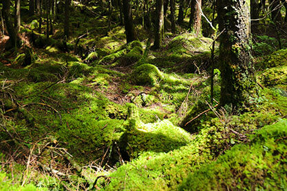 蓼科高原別荘地 イメージ