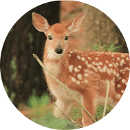 蓼科高原別荘地 イメージ