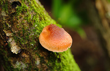 しいたけの森 イメージ