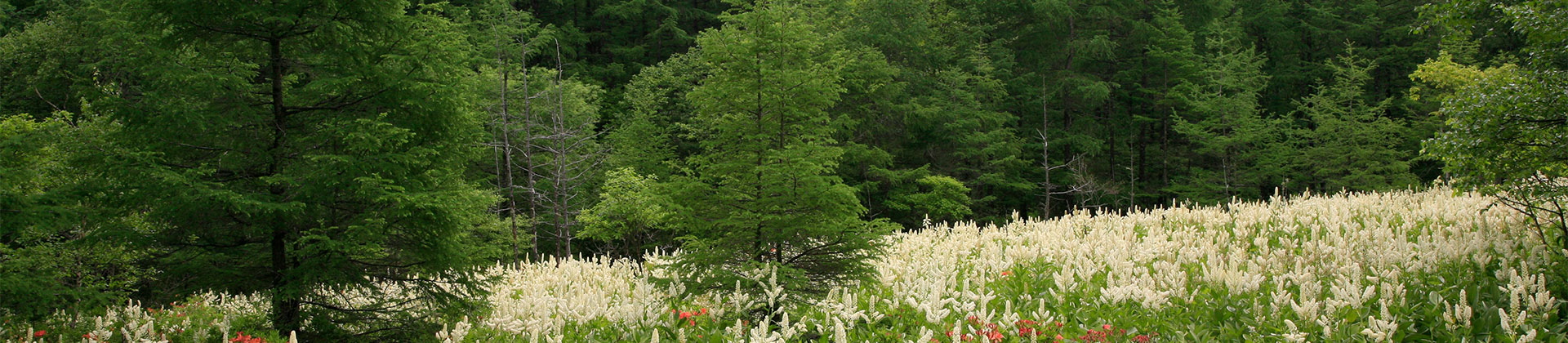 蓼科高原別荘地 イメージ