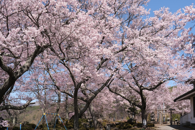 糸萱の桜 イメージ