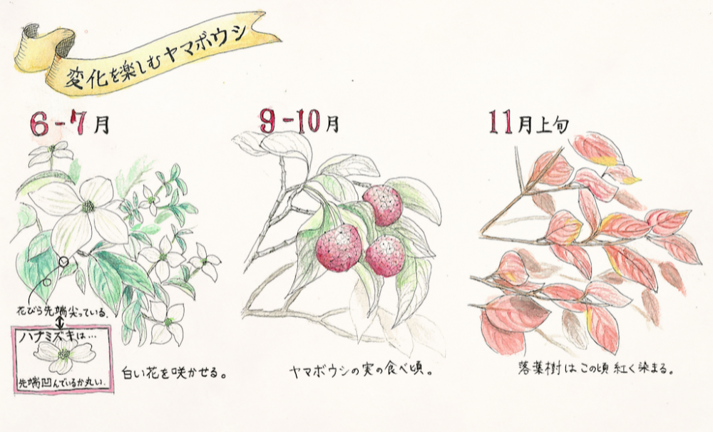 ヤマボウシ 山法師 のジャムとジュースづくり 別荘の解剖図鑑 東大院生の蓼科山荘滞在記 長野の別荘地ならアルピコ蓼科高原リゾート 公式