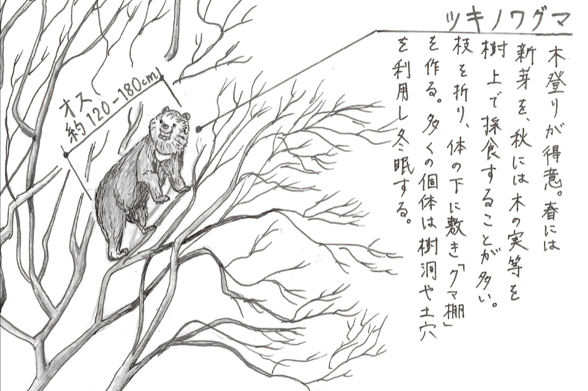 クマザサは厄介者なのか？ | 別荘の解剖図鑑〜東大院生の蓼科山荘滞在