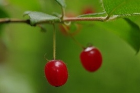 ミヤマウグイスカグラ