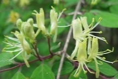 イボタヒョウタンボク