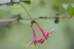 ミヤマウグイスカグラ