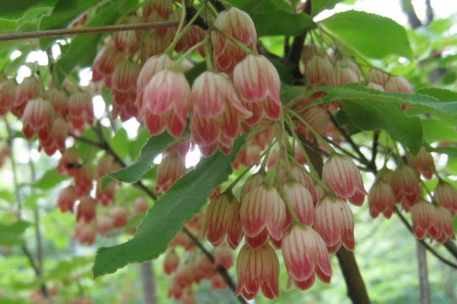 サラサドウダン