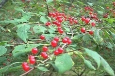 イボタヒョウタンボク