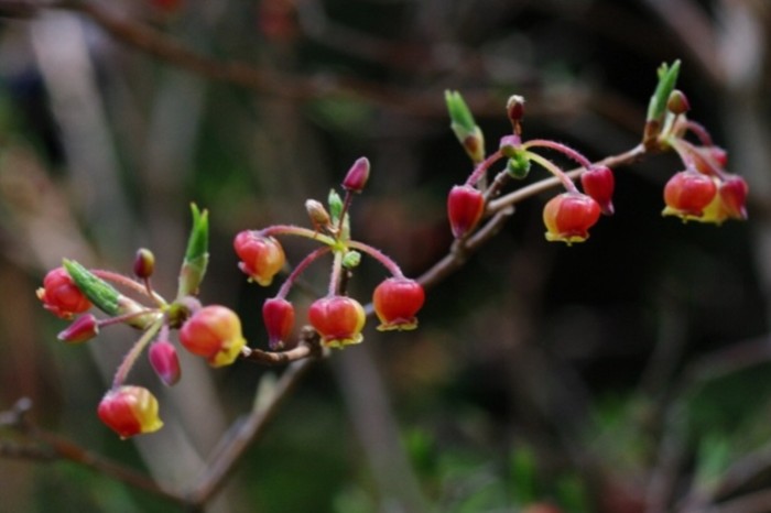 コヨウラクツツジ