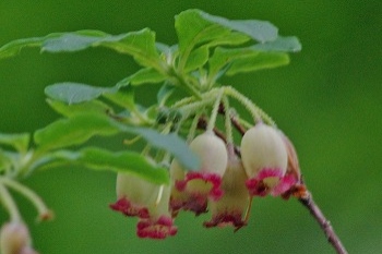 ウラジロヨウラク