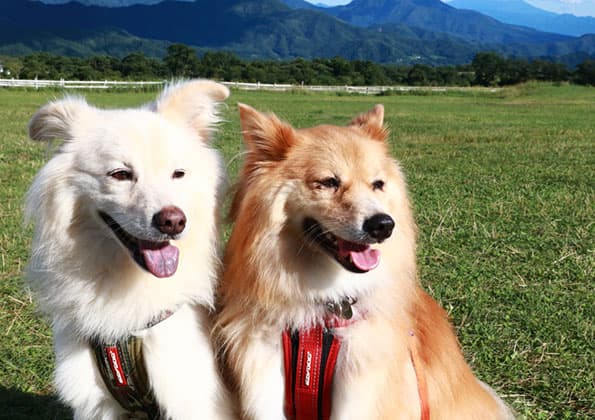 蓼科高原 イメージ