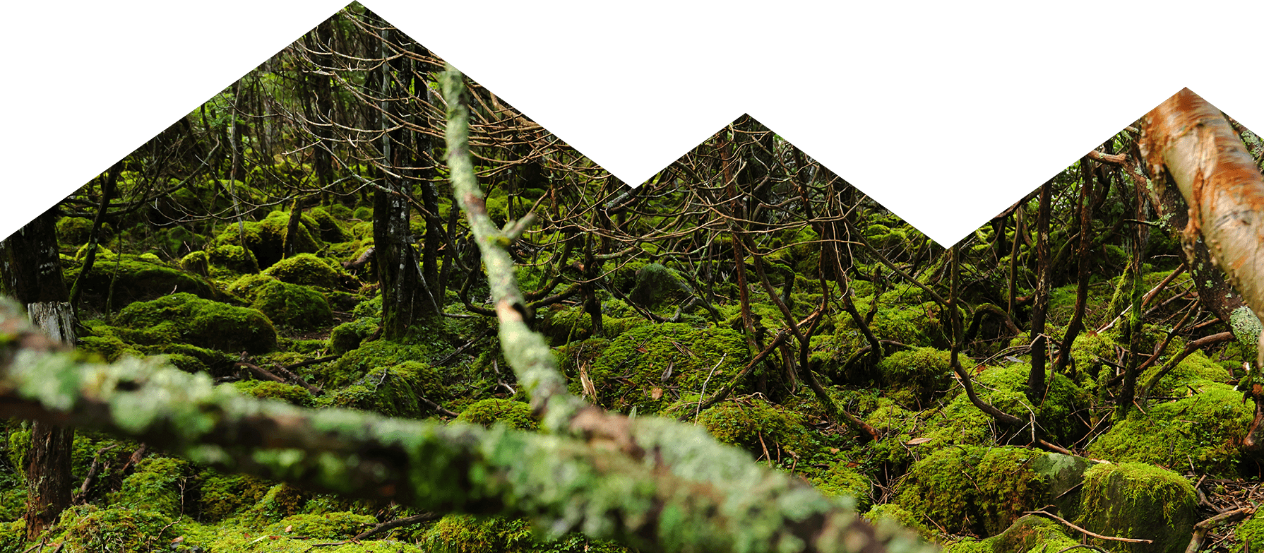 自然　イメージ