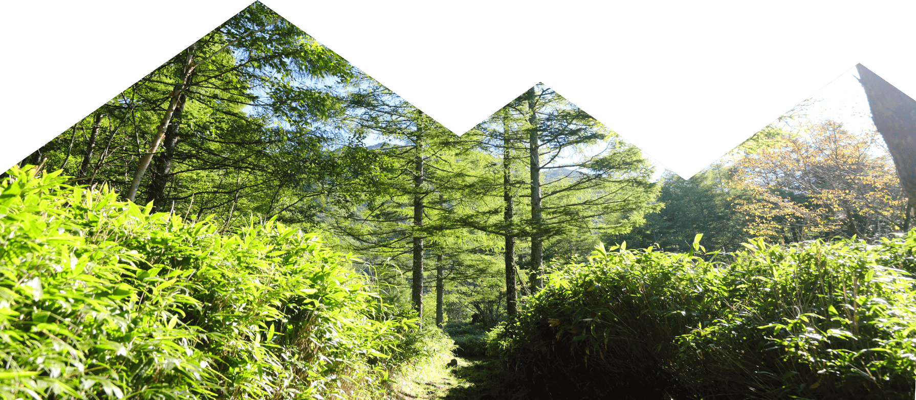 トレッキングコース　イメージ