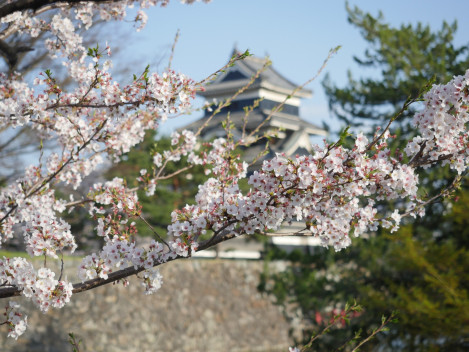 9.松本桜めぐり