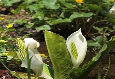 雪形と春の花巡り（②貸切周遊コース＜出発点又は大町駅送り＞