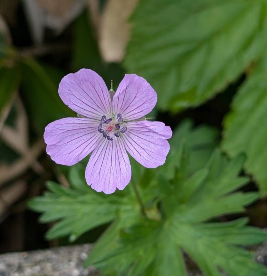 美ヶ原高原のハクサンフウロ